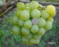 Описание и характеристики видов винограда сорта Кеша (Талисман), его посадка и уход